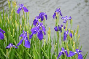 柳川の水辺を彩る花
